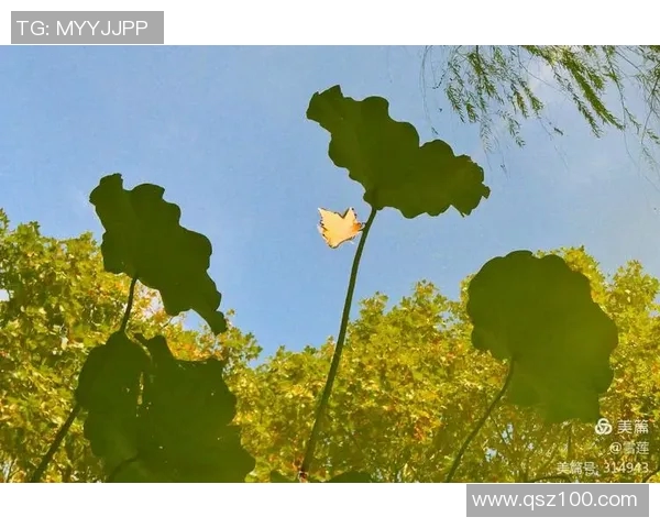上海网球队在洲际杯中的辉煌历程与突破成就全景回顾